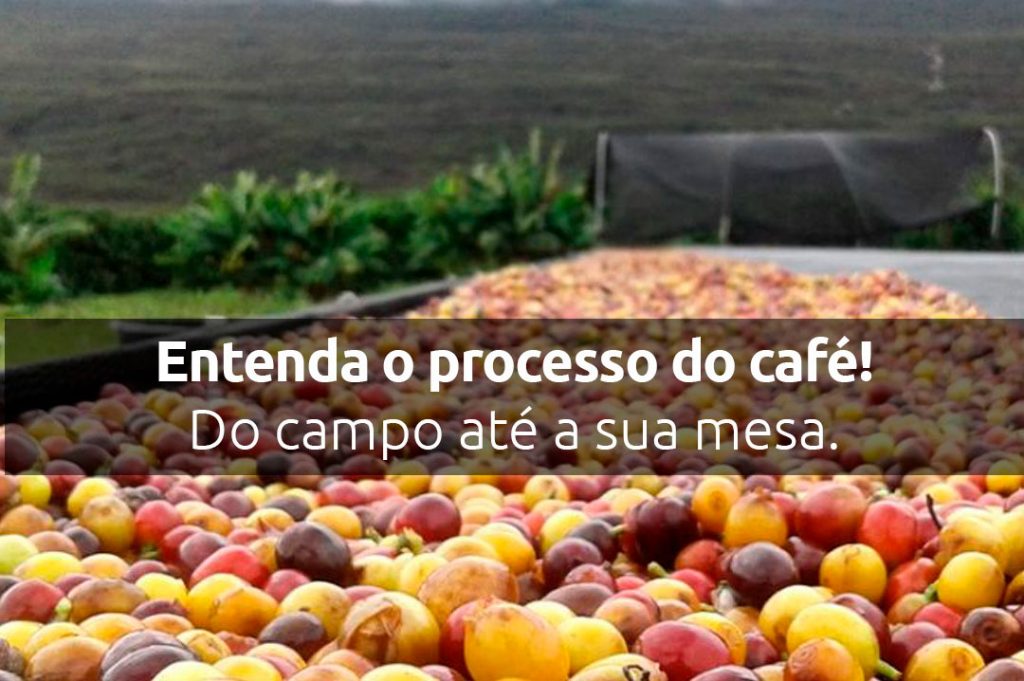 Descubra a diferença entre o café conilon e o arábica, Globo Rural